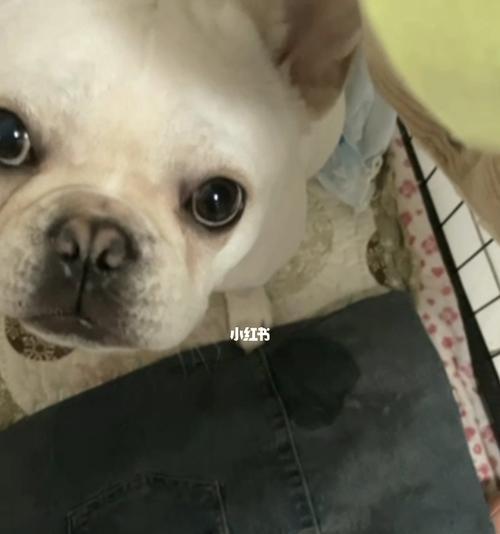 如何应对狗狗抽搐流口水问题?