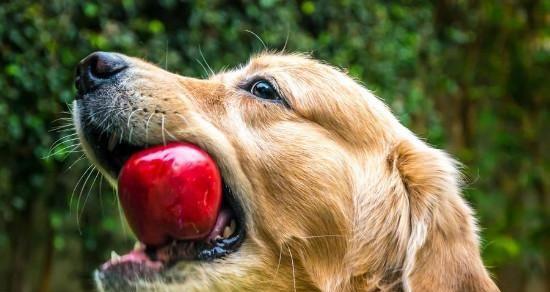 2个月狗狗的饮食需要注意什么（指南，宠物健康从饮食开始）