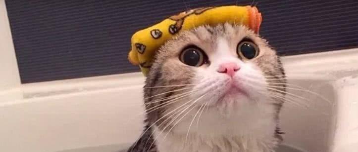 如何正确为宠物猫洗澡？（2个月猫咪洗澡步骤）