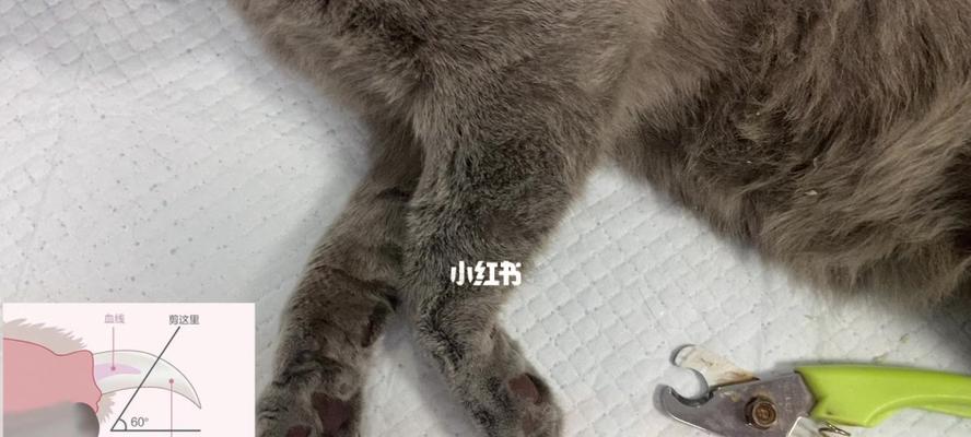 小猫指甲掉落原因及如何正确剪指甲（宠物照顾必备！2个月小猫的指甲掉落问题解决方法）