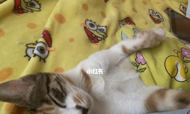 小猫宠物生活（探秘小猫每天长达20小时的睡眠时间，以及如何与其相处）