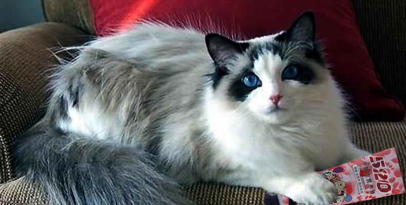 2斤布偶猫可以吃营养膏吗?(探究适合小型猫咪的营养需求)