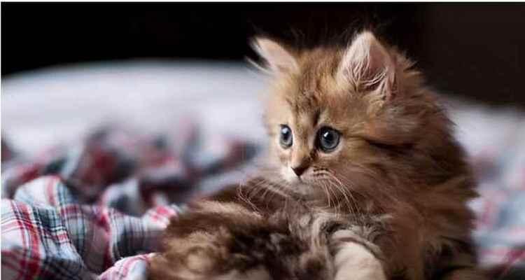 如何以2岁猫咪年龄计算?(掌握猫咪年龄计算法,让宠物健康快乐成长)