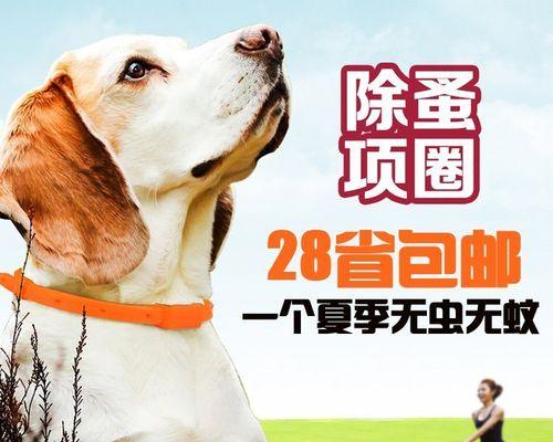 猫咪的驱虫频率与注意事项