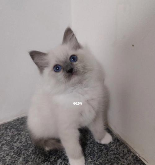 拥有一只手套布偶猫,带来的幸福与快乐(探究手套布偶猫的特点和饲养注意事项)