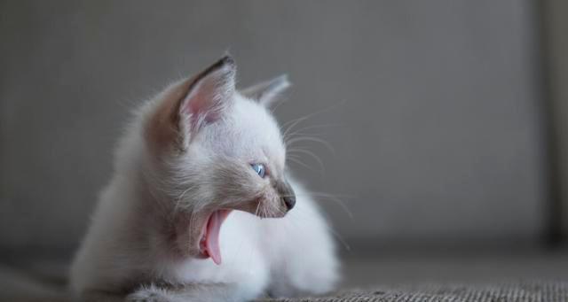 如何喂养40天大的猫咪(营养均衡,健康成长)