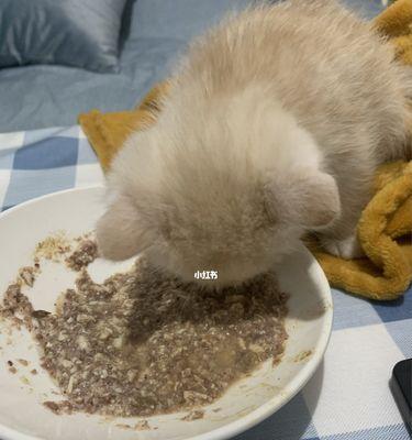 40天小猫拒绝猫粮，该如何调理？（用心宠爱，让小猫健康成长）