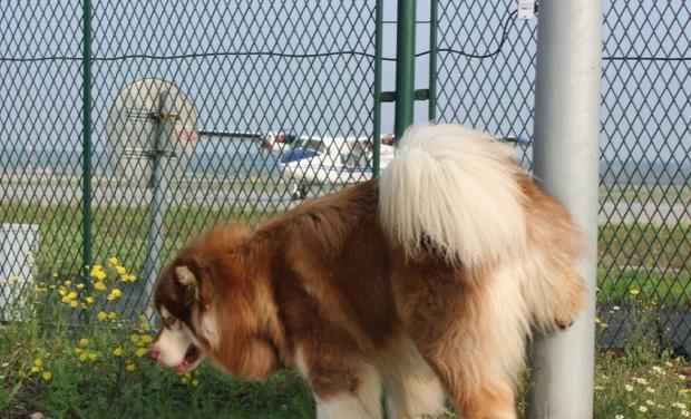 40天的阿拉斯加犬宠物生活（探索阿拉斯加犬的趣味性格）