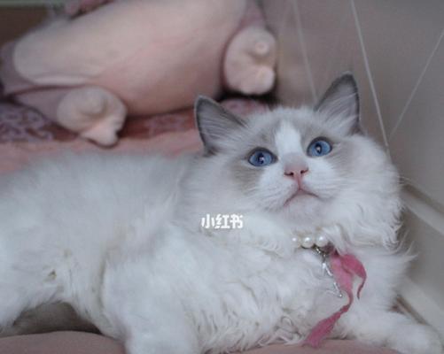如何给45天的布偶猫科学饮食?(营养均衡,健康成长;宠爱有方,美好生活。)