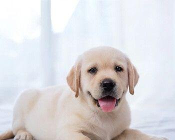 我的45天拉布拉多幼犬生活(一只可爱的拉布拉多幼犬给我的生活带来了什么?)