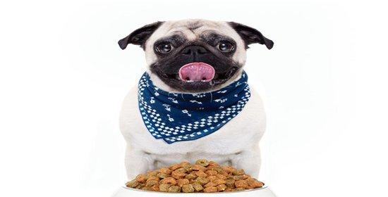 45天小狗的饮食管理(狗粮是否需要泡?——宠物主人必读)