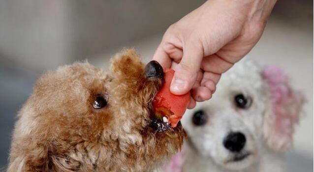 泰迪犬5个月很少进食的原因（宠物主人需了解的健康知识）