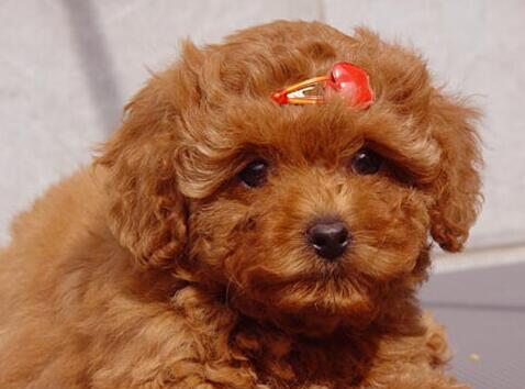 如何科学养护5个月龄的泰迪犬?(一步步教你打造健康快乐的毛球宝贝)