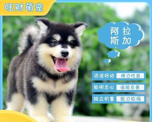 如何训练黑色阿拉斯加幼犬成为听话乖巧的宠物（初次养犬家庭的必读指南/黑色阿拉斯加幼犬训练秘籍）