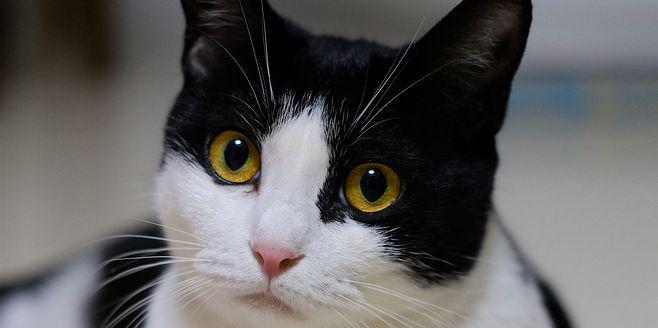 黑白花色猫咪如何取名（以宠物为主）