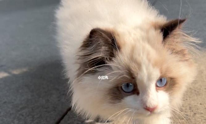 手绘布偶猫,猫奴必备技能(以宠物为主)
