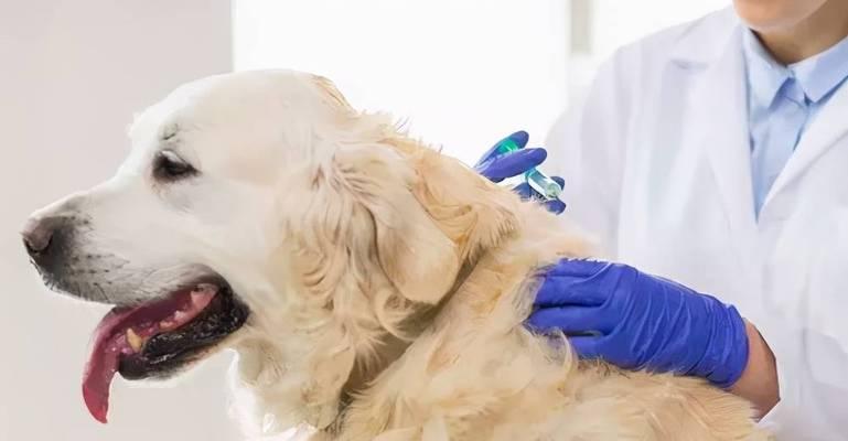 怀孕狗狗的干咳现象解析（狗狗干咳的原因及治疗方法）