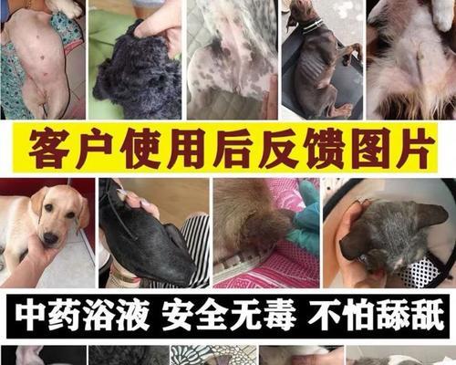 怀孕狗狗感染螨虫该怎么办（宠物健康重要性）
