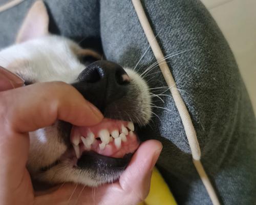 狗狗换牙,你需要知道的一切(宠物爱好者必看)