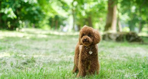 小狗是否会感染狂犬病（了解宠物狂犬病的传染途径和预防措施）