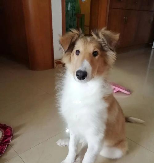 狗狗几个月开始叫(从婴儿期到成年阶段)