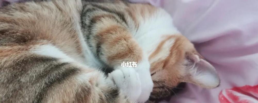 从照顾到安全，六个重点帮您轻松解决（从照顾到安全）