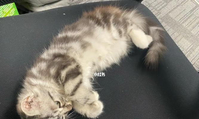 如何把捡到的猫咪带回家（一步步教你如何处理流浪猫的安置问题）