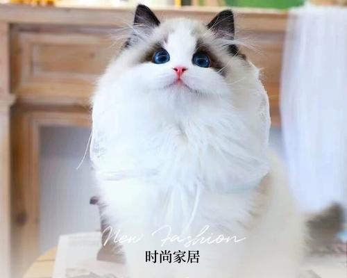 如何鉴定猫咪品种(掌握以下15个特征)