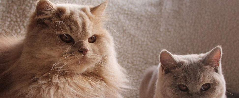 健康猫的特征(以宠物为主)