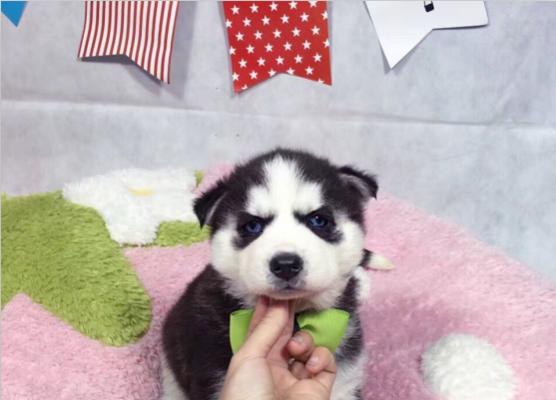 揭秘剑三哈士奇——一只让你爱不释手的宠物犬(剑三哈士奇是什么)