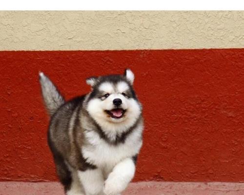 狗狗阿拉斯加的可乐生活（以叫可乐命名的爱犬的故事）