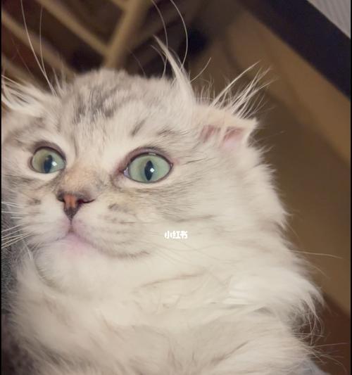 金吉拉和布偶猫毛哪个更适合作为宠物(比较两种猫的性格、护理和适应环境情况)