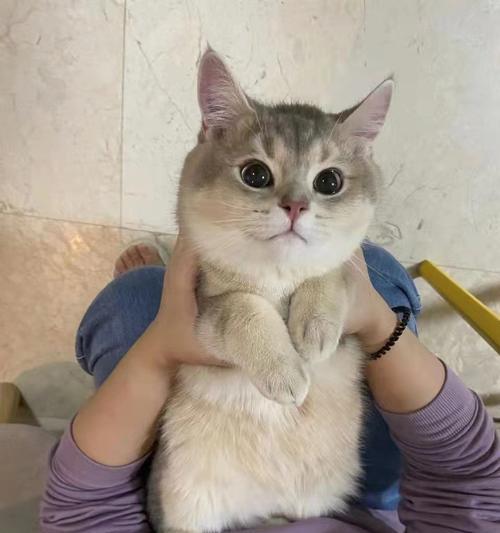 以金渐层和布偶猫配种的经验（探究金渐层和布偶猫的混血后代特点）