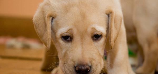 「金毛犬的饮食需求」（「3个月金毛犬应该吃多少狗粮）