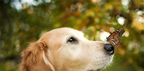 金毛犬打喷嚏的原因和应对方法(宠物饲养必知)