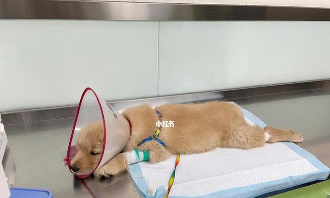 金毛犬感冒拉肚子如何用药（宠物家庭必备）