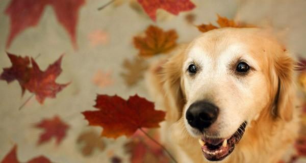 金毛犬不吃饭的原因及解决方法（以宠物为主）