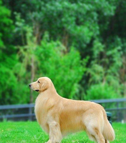 金毛犬配种后多少天生产(宠物主人必看)
