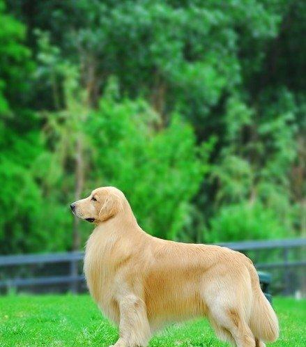 金毛犬配种后多少天生产（宠物主人必看）