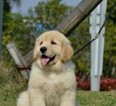 金毛——一款可爱的宠物狗（了解金毛）