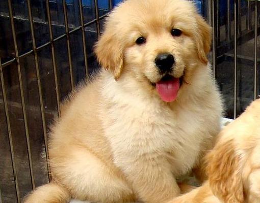 金毛幼犬呕吐原因解析（如何避免和应对金毛幼犬呕吐情况）