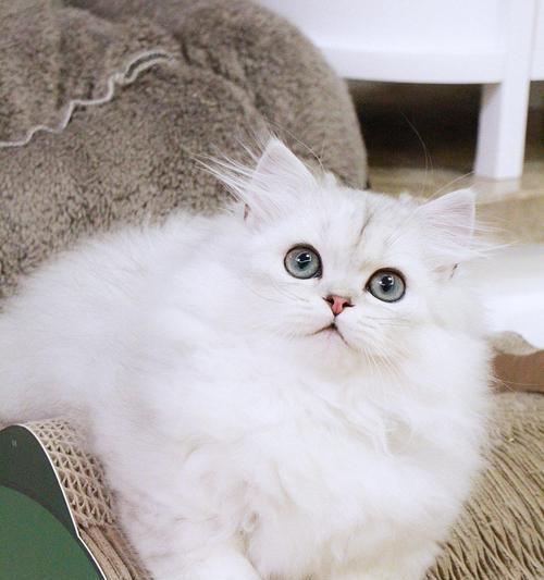 进口折耳猫的饮食管理（以宠物健康为出发点）