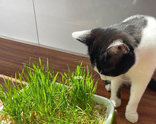 猫草的功效与适用范围(宠物猫咪必备的草本营养品)