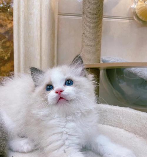 静安区海双布偶猫——高贵与优雅的结合(探秘海双布偶猫的独特魅力与美妙性格)