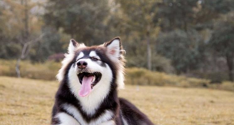 九个月阿拉斯加是否适合作为宠物犬（探讨九个月阿拉斯加幼犬的性格特点及成长潜力）