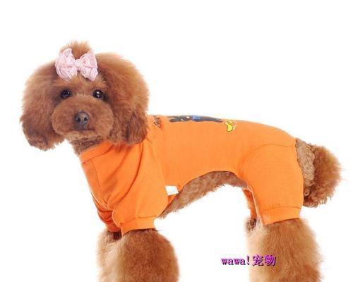 九个月的泰迪需要哪些衣服（从保暖到时尚）