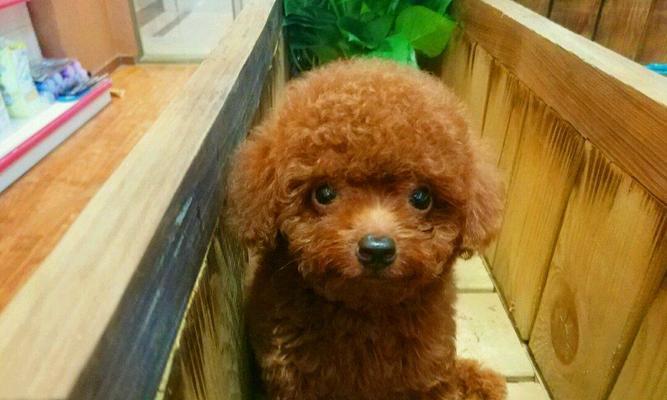九个月泰迪的成长之路(探究泰迪犬品种特征)