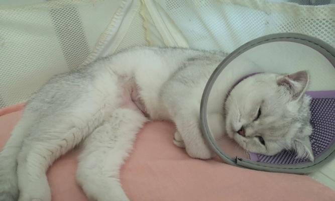 以绝育的宠物猫跑丢了怎么办（应对措施及寻找失踪猫咪的方法）