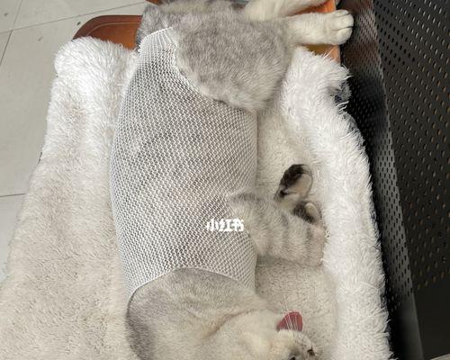 为什么绝育猫咪会发胖（探究绝育对猫咪身材的影响及如何避免肥胖问题）