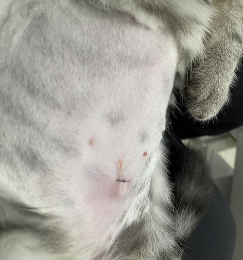 如何在家给宠物猫咪拆线（以绝育手术为例）